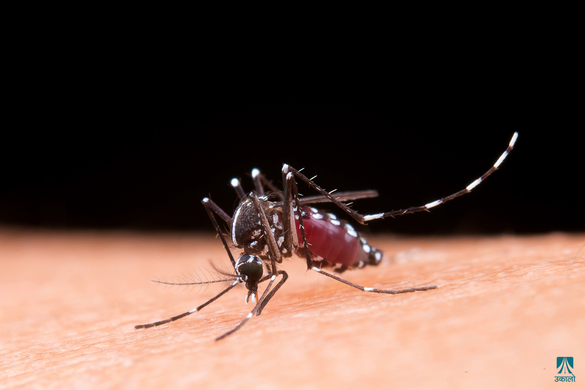 डेंगी संक्रमण  १० जिल्लामा मात्र ८७ प्रतिशत बिरामी