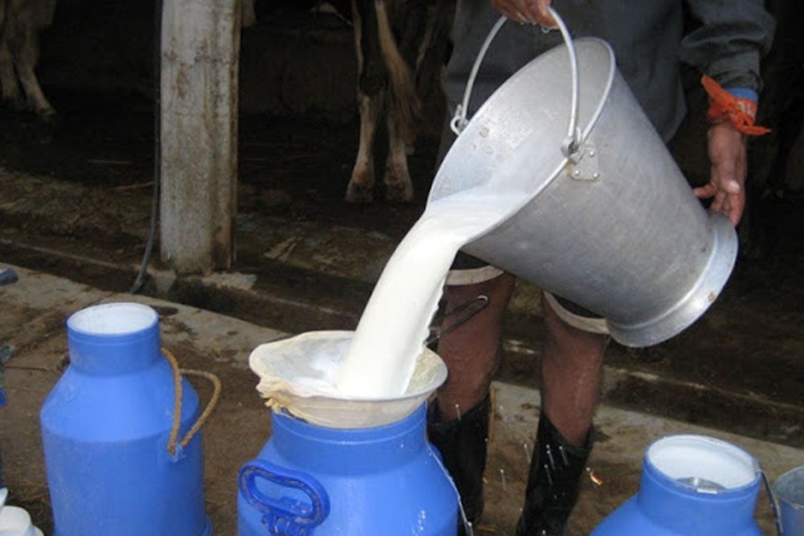 डीडीसीले दिएन दूधको भुक्तानी किसानको दशैँ नै खल्लो 