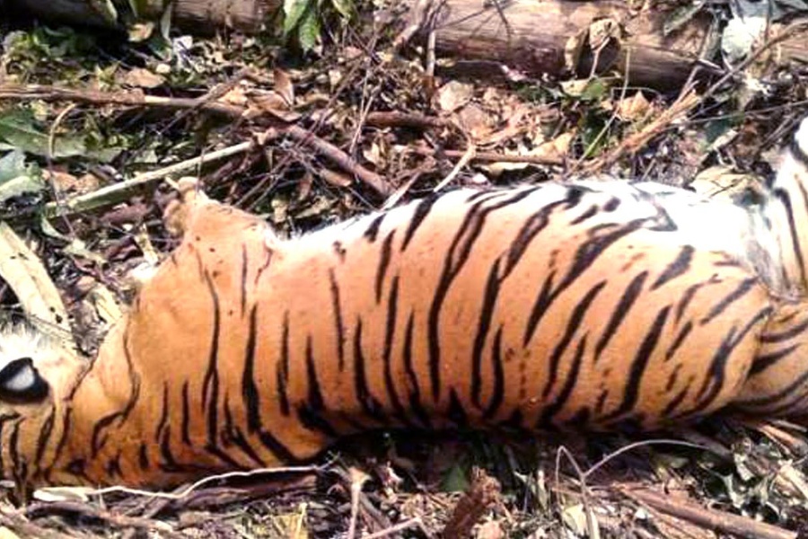 मकवानपुरमा २ जनाको ज्यान लिने नरभक्षी बाघ मर्‍यो