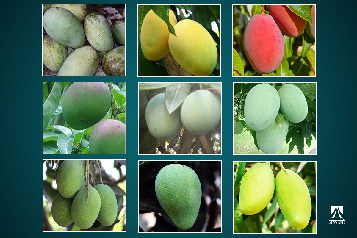 मीठो स्वाद र सुगन्धयुक्त फल चिनौँ नेपालमा पाइने आँपका प्रजाति