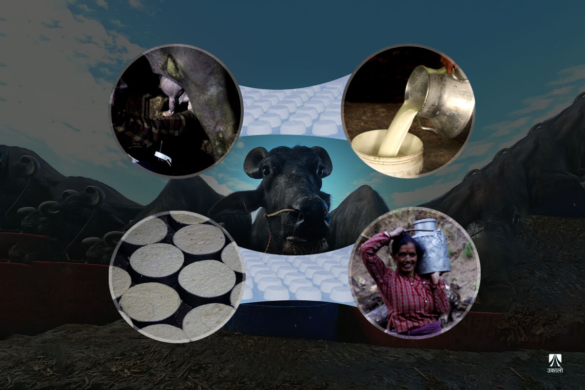 किसानको दूध गाउँकै उद्योगलाई उद्योगीको खुवा शहरतिर भिडियो कथा