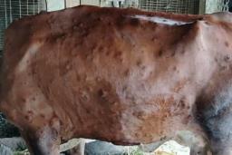 बैतडीमा लम्पी स्किन नियन्त्रण बाहिर: ६४ हजार पशु संक्रमित, नौ हजार मरे