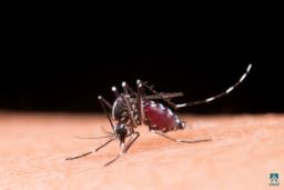 डेंगी संक्रमण : १० जिल्लामा मात्र ८७ प्रतिशत बिरामी