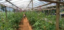 बालुवामाथि तरकारी खेती, ३० जनालाई रोजगारी