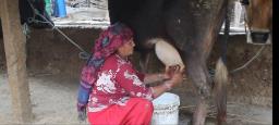 घाँस–दानको भाउ बढ्दै जाँदा घट्यो दूधको मूल्य, चिन्तामा रामेछापका गाईपालक किसान