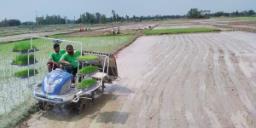 चैते धान: मूल्य वृद्धि भएसँगै खेती गर्ने किसान पनि बढे
