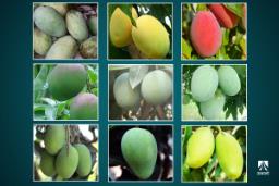 मीठो स्वाद र सुगन्धयुक्त फल: चिनौँ नेपालमा पाइने आँपका प्रजाति