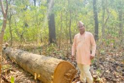 कञ्चनपुरको ग्वालावारी सामुदायिक वनमा अवैध रूपमा सालका रुख कटानी