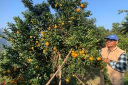 कृषि कर्मबाट चिनिँदै गुप्तप्रसाद: राजनीति र विदेश छाडेर फलफूल खेती