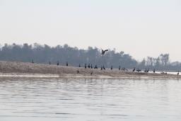 नारायणी नदी क्षेत्रमा भेटिए ४१ प्रजातिका जलपक्षी