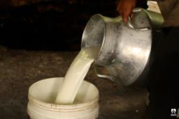 कसरी बिथोलियो सहरलाई पोषण र गाउँलाई पैसा दिने दूध उत्पादनको अर्थचक्र?