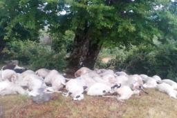 संखुवासभाको सभापोखरीमा चट्याङ लागेर ७२ भेडा मरे