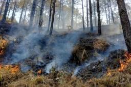 भारतको उत्तराखण्डका वनमा आगो लगाउने एक नेपालीसहित ६ जना रंगेहात पक्राउ