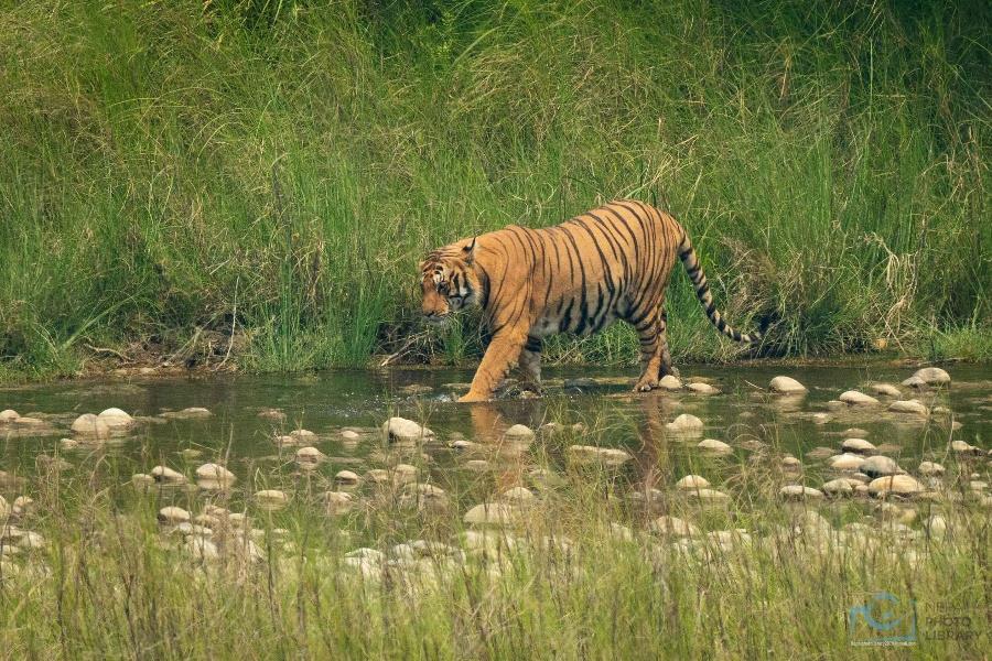 बाघले रौनकता बढाएको बर्दिया निकुञ्ज