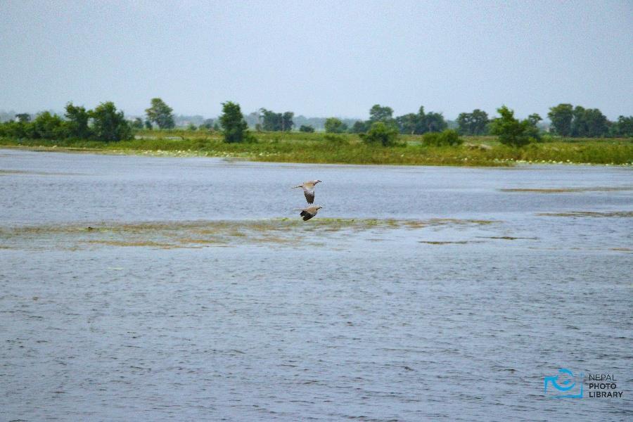 चराहरूको राजधानी जगदीशपुर ताल