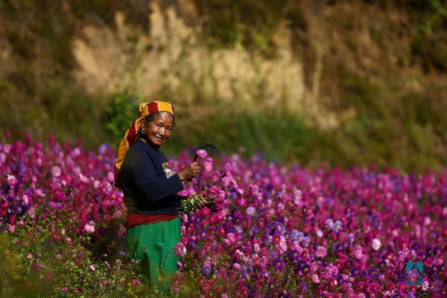 तिहारको आगमन : फूल टिप्न व्यस्त किसान