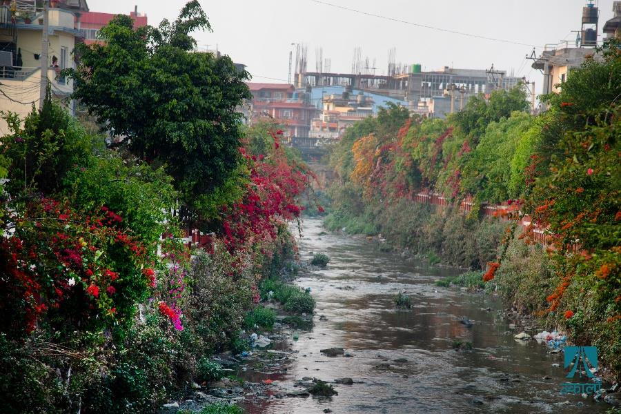 फूलैफूलले ढकमक्क काठमाडौँ