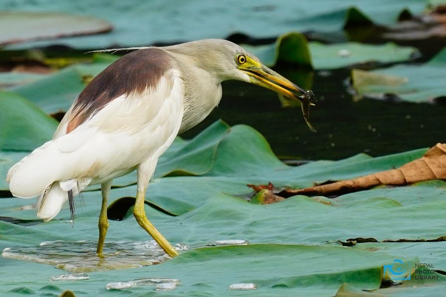 नागदहमा आसकोटे बकुल्ला 