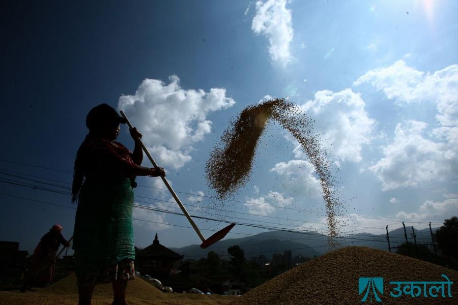 योसिंखेलका किसान धान भित्र्याउन व्यस्त