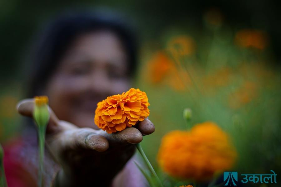 किसानलाई फूल टिप्ने चटारो