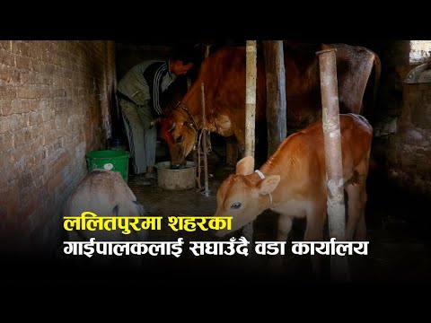 ललितपुर महानगर–१८ वडा कार्यालयले गाईपालन गरिरहेका १६ किसानलाई गोठ सुधारमा सहयोग गरेको छ।
