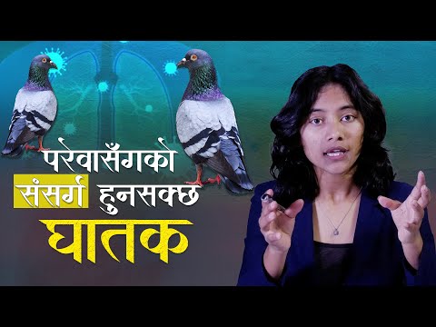 परेवासँग नजिकिँदा रोगको जोखिम, फोक्सो संक्रमणले लिन सक्छ ज्यान || Ukaalo ||