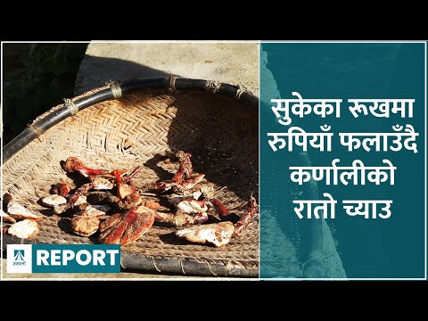 सुकेका रूखमा रुपियाँ फलाउँदै कर्णालीको रातो च्याउ