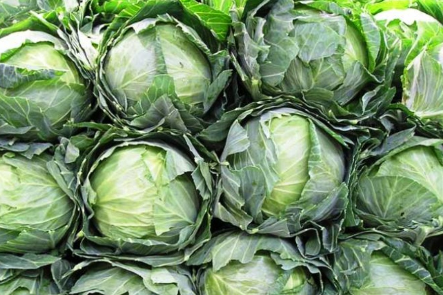 काँकडभिट्टाबाट ९ महिनामा १७ करोडको बन्दागोभी निर्यात