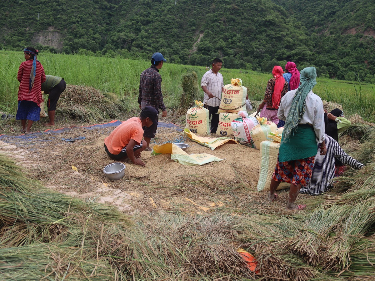 प्युठानका किसानलाई चैतेधान भित्र्याउने चटारो
