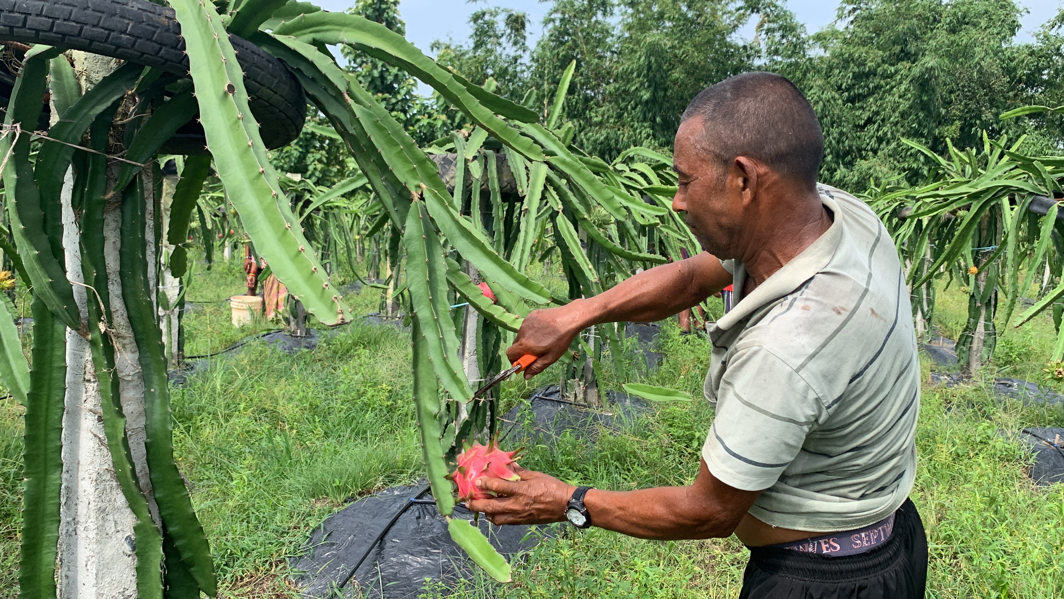 ड्रागनफ्रुटबाट वार्षिक १ करोड आम्दानी