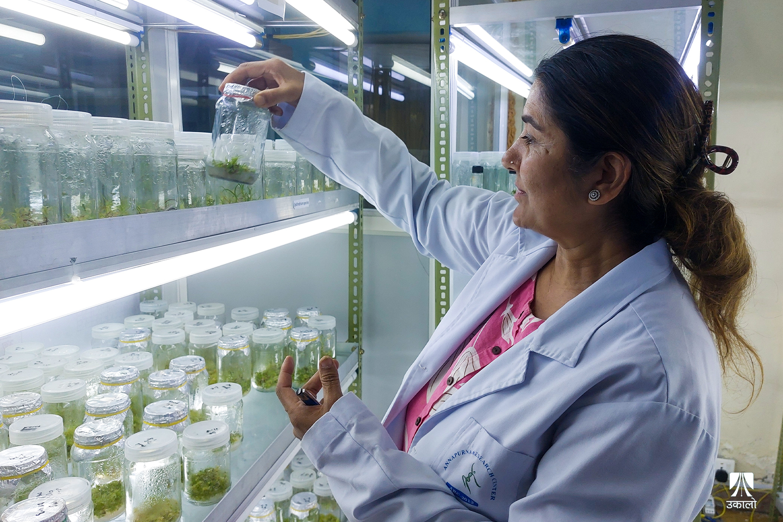 डा. विजया पन्तको प्रयोगशालामा हुर्किंदै गरेका सुनाखरी