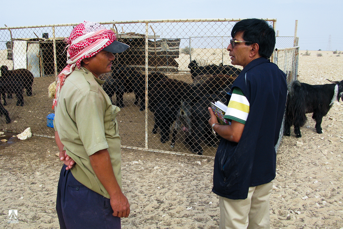 हामी नेपालीको ‘द गोट लाइफ!’