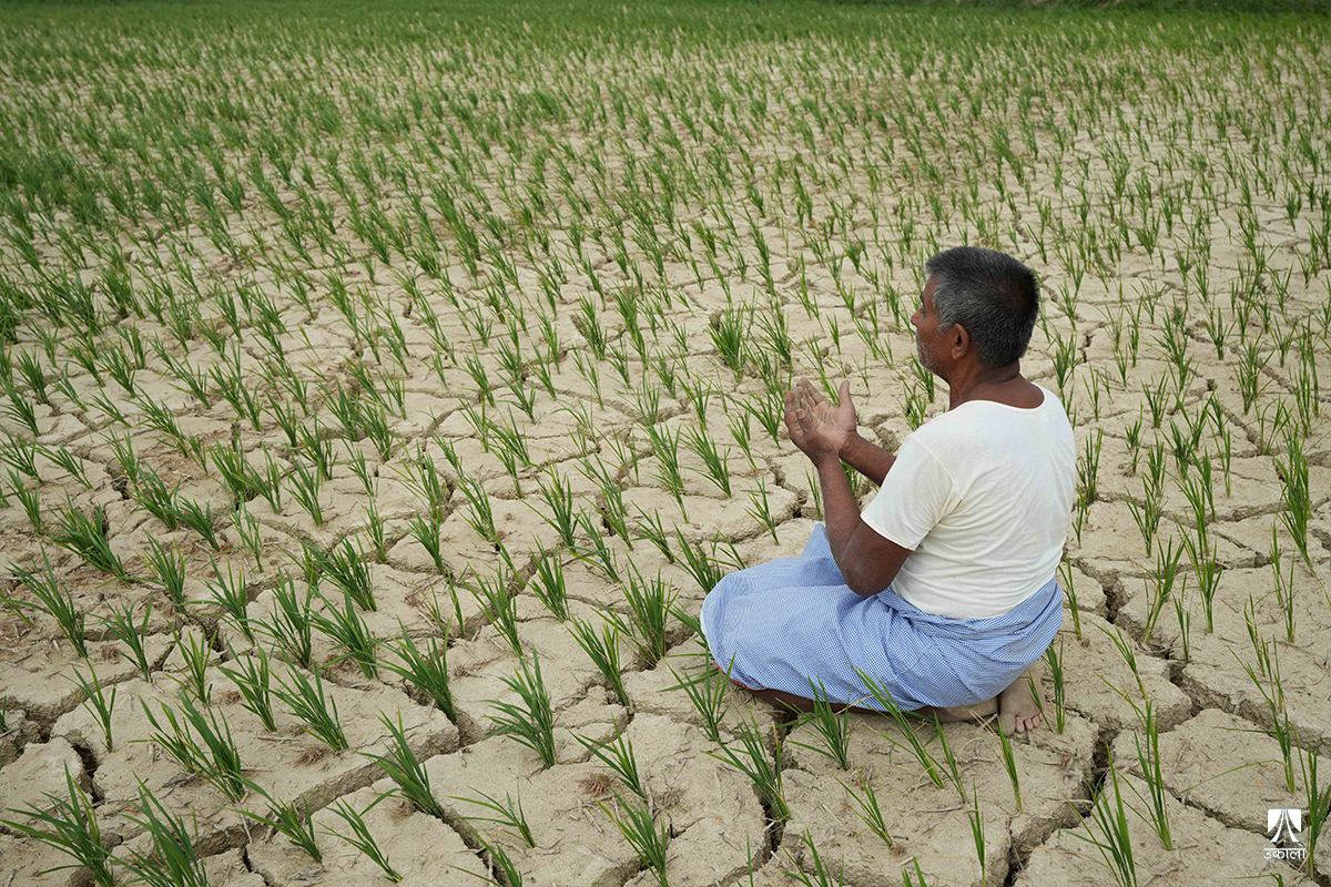 मधेशमा खडेरी: धान खेतमा चिरा, किसानमा निराशा (तस्वीरहरू)