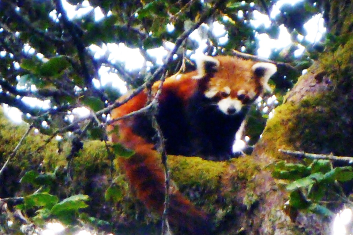 ढोरपाटन शिकार आरक्षमा रेडपान्डा संरक्षणमा चुनौती