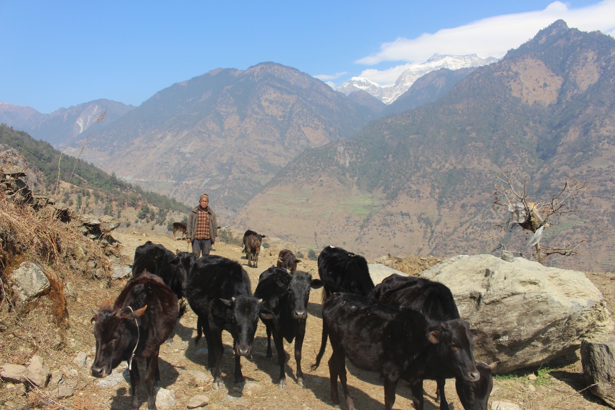 बूढापाकाले मात्र धानेको घुम्तीगोठको परम्परा