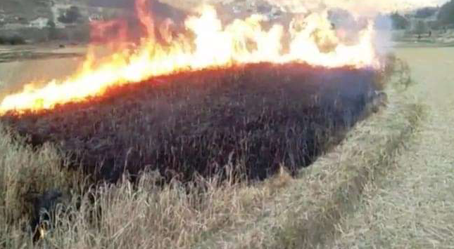 मार्सी धानमा रोग लागेपछि आगो लगाएर नष्ट गर्दै किसान