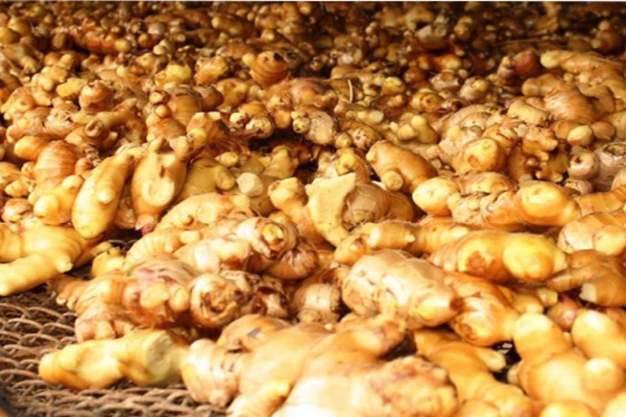 रोगले अदुवा सखाप, विकल्प खोज्दै किसान   