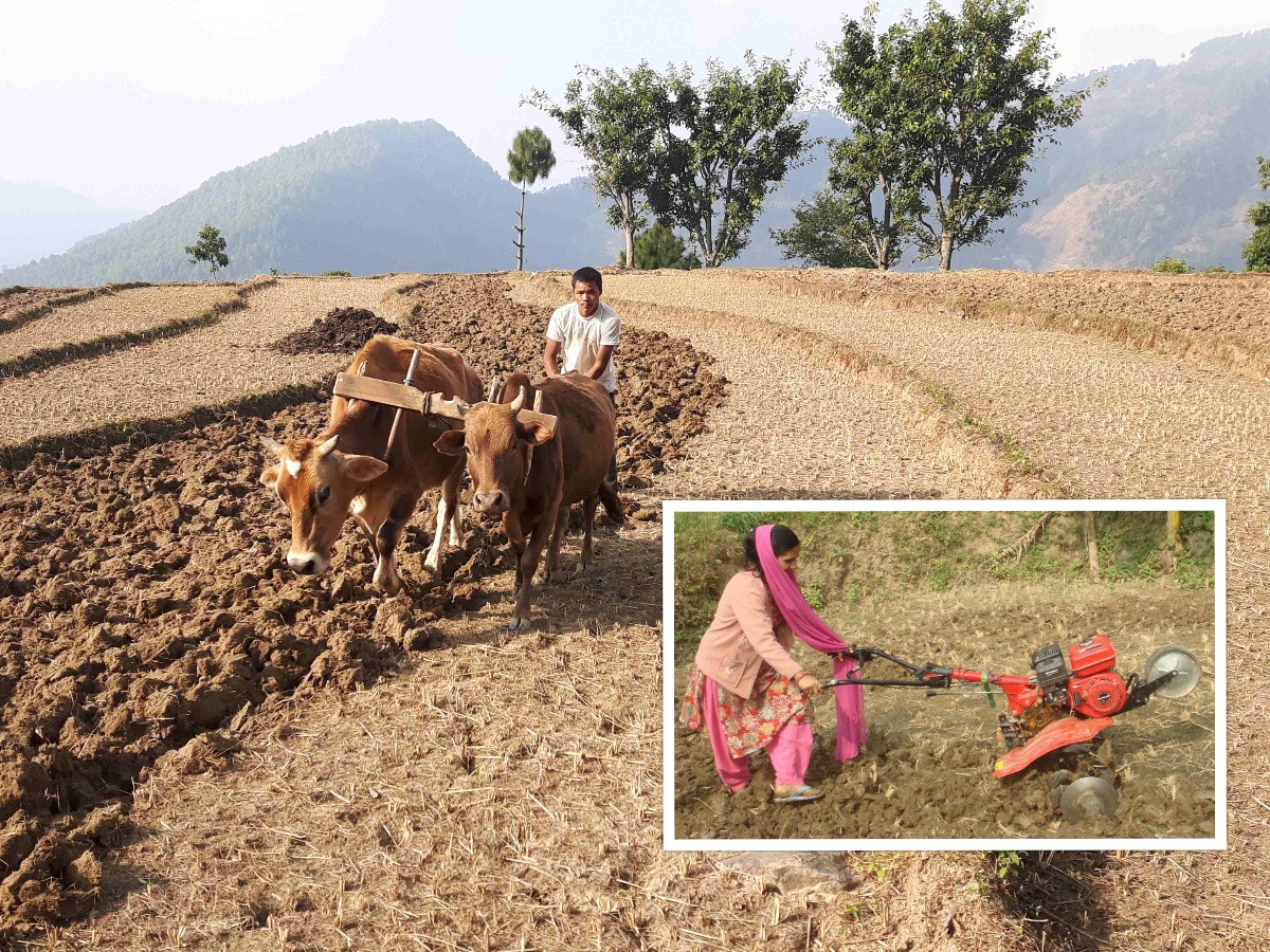 सरकारको नीति कृषिमा यान्त्रिकीकरण, पालिकाहरूको जोड हलगोरु अनुदानमा 