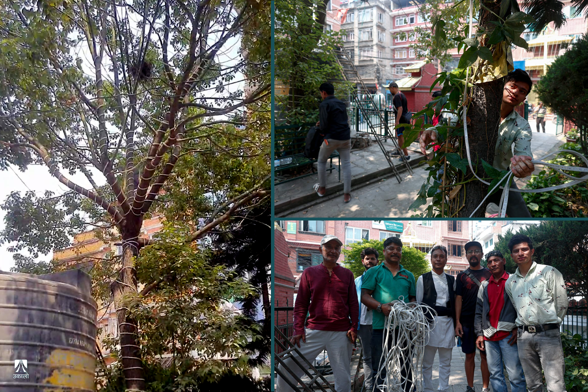 पर्यावरण बिगारेको भन्दै अभियन्ताले हटाए रूखमा बेरिएका झिलिमिली बत्ती