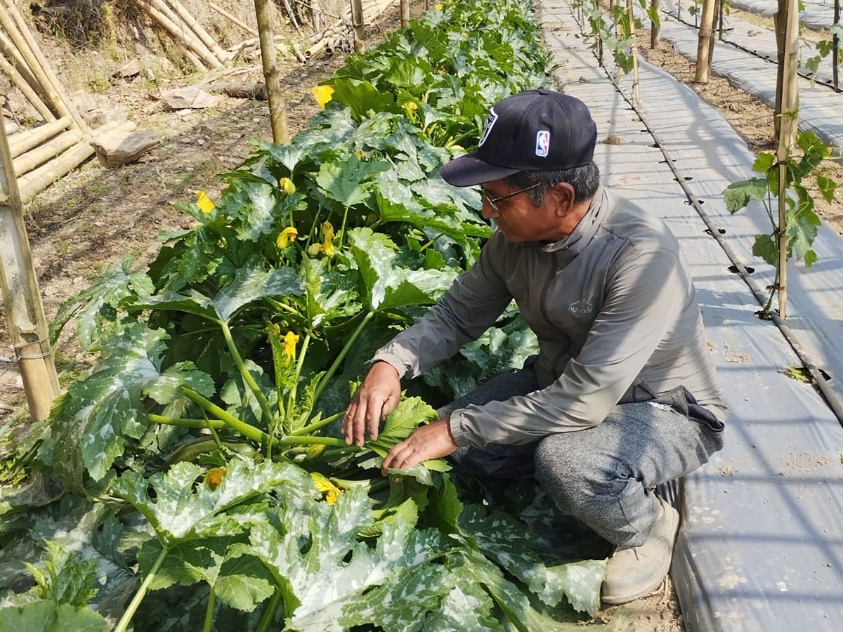 गाउँ फर्केर तरकारी खेती : वार्षिक सात लाख आम्दानी