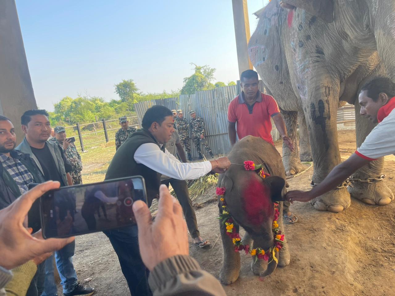 शोभाकलीले जन्माइन् सातौँ छावा, नाम राखियो भुपेन्द्र गज