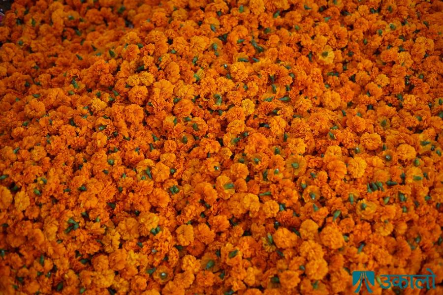 आम्दानीको माध्यम बन्यो सयपत्री फूल, माग पुर्‍याउन धौधौ‍