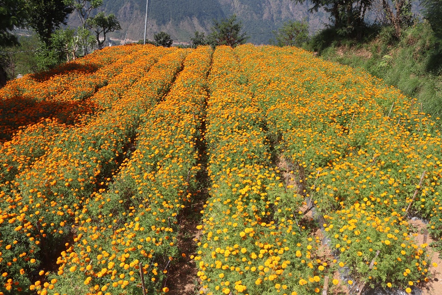 कालीगण्डकीबाट २० लाखको सयपत्री निर्यात