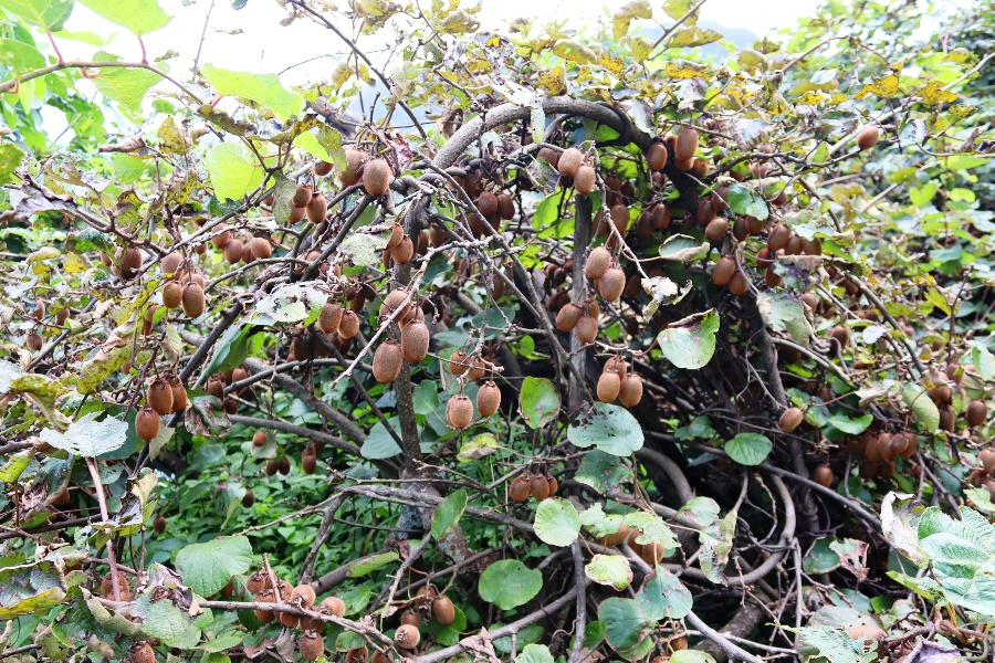 बागलुङका गाउँ–गाउँमा किवी खेतीको लहर