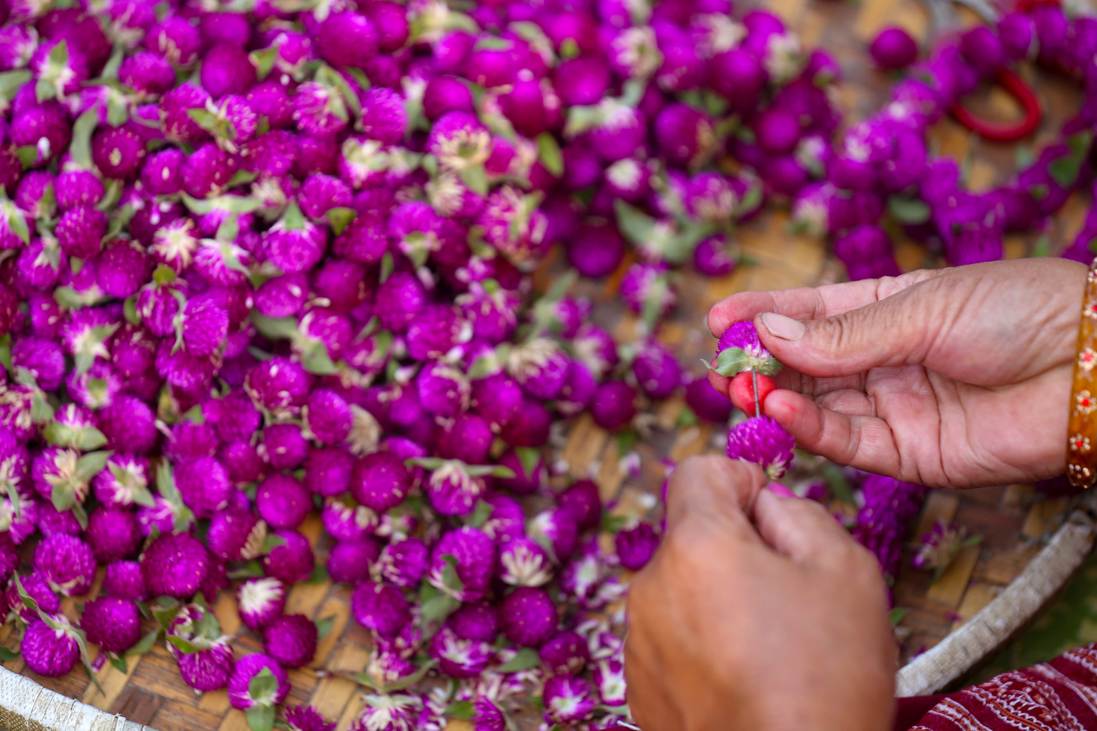 तिहारमा २ लाख मखमली माला निर्यात हुने