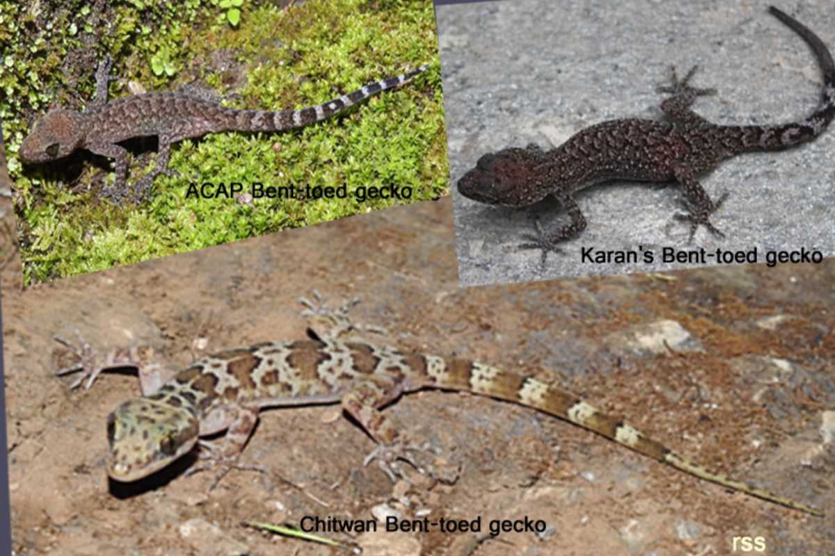 नेपालमा भेटिए छेपारोका ३ नयाँ प्रजाति