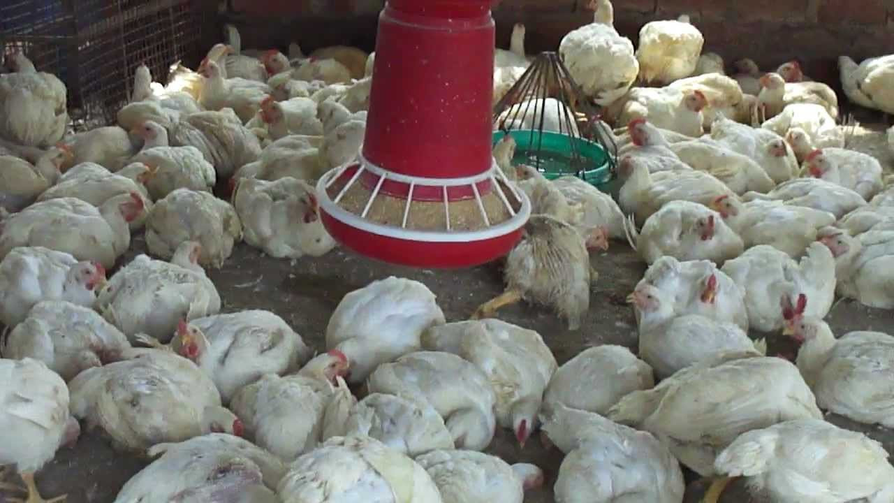 कुखुरामा इकोलाईको समस्या