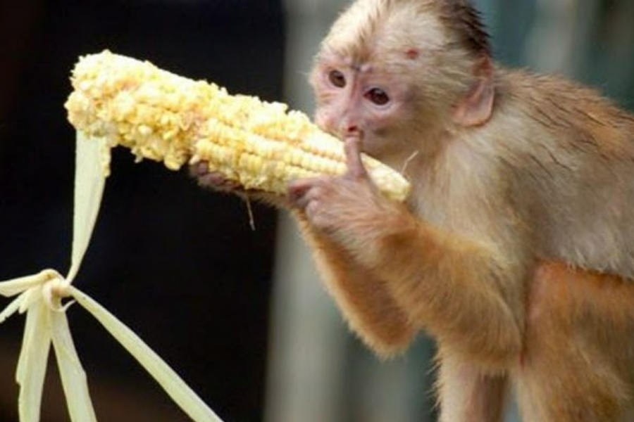 बाँदरले ‘हैरान’ पारेपछि तनहुँमा बेसार खेती