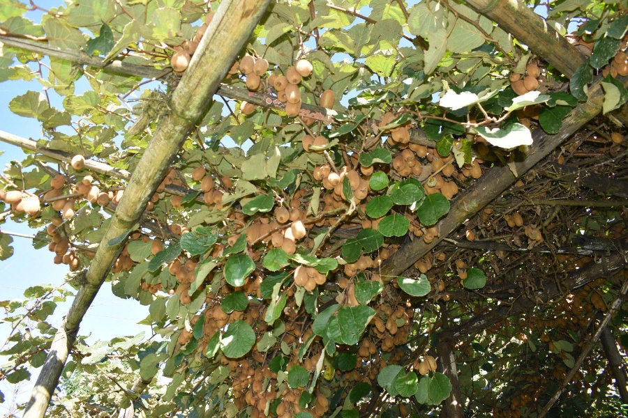 मुसीकोटमा उत्पादित किवी वाइन कम्पनीले खरिद गर्ने