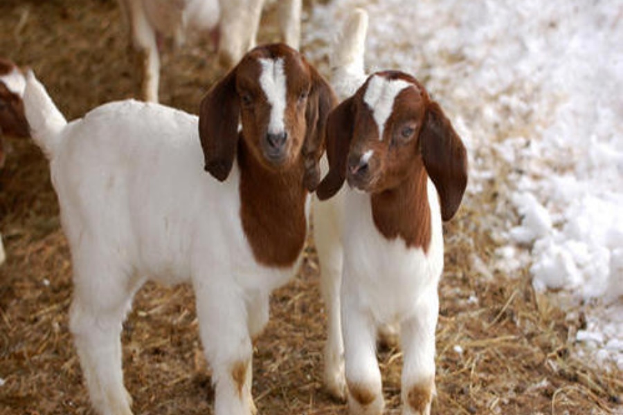 कृषकको आयआर्जन बढाउन बाख्रा नस्ल सुधार कार्यक्रम